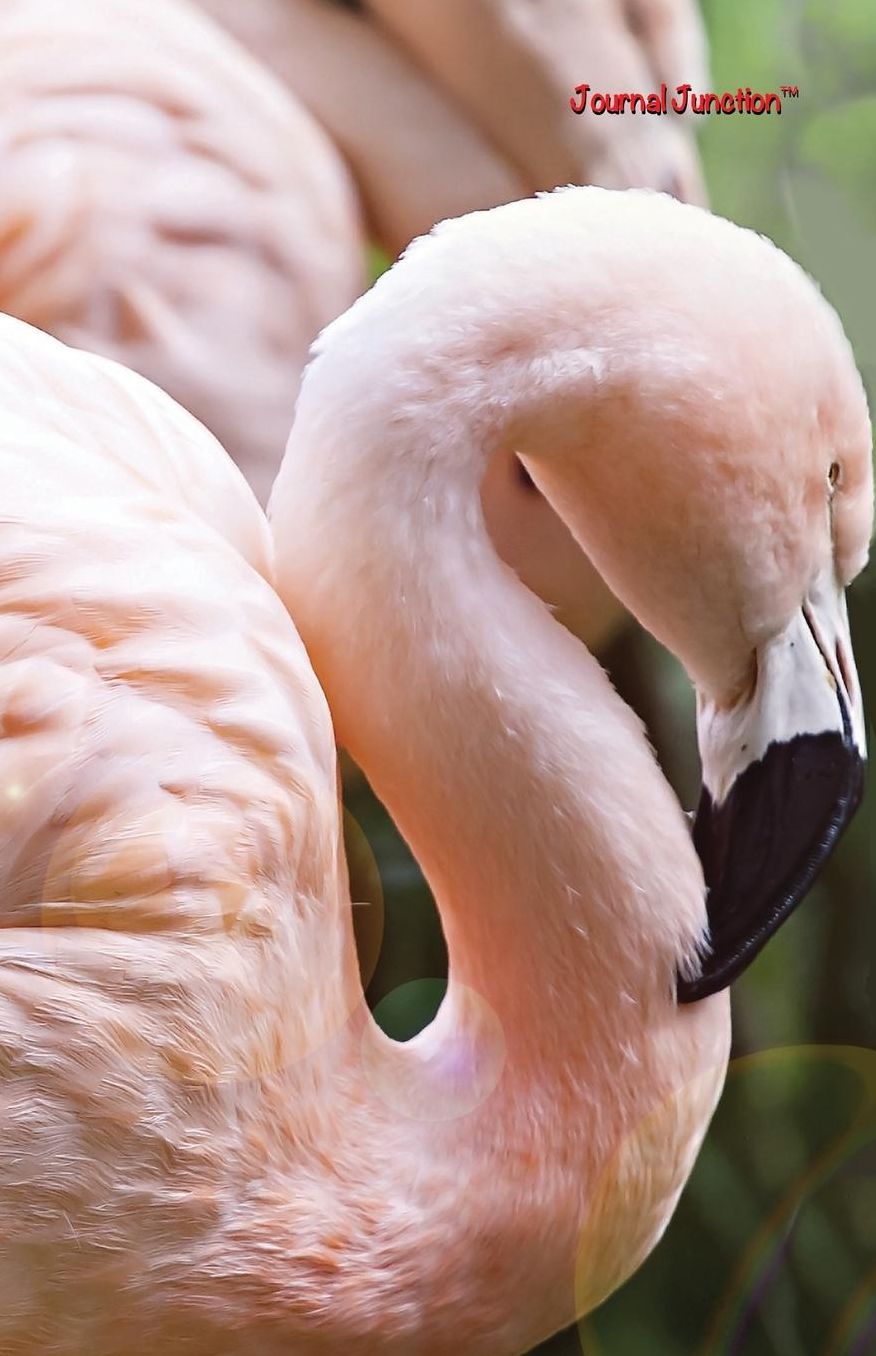 Journal Junction - Neff's Flamingo
