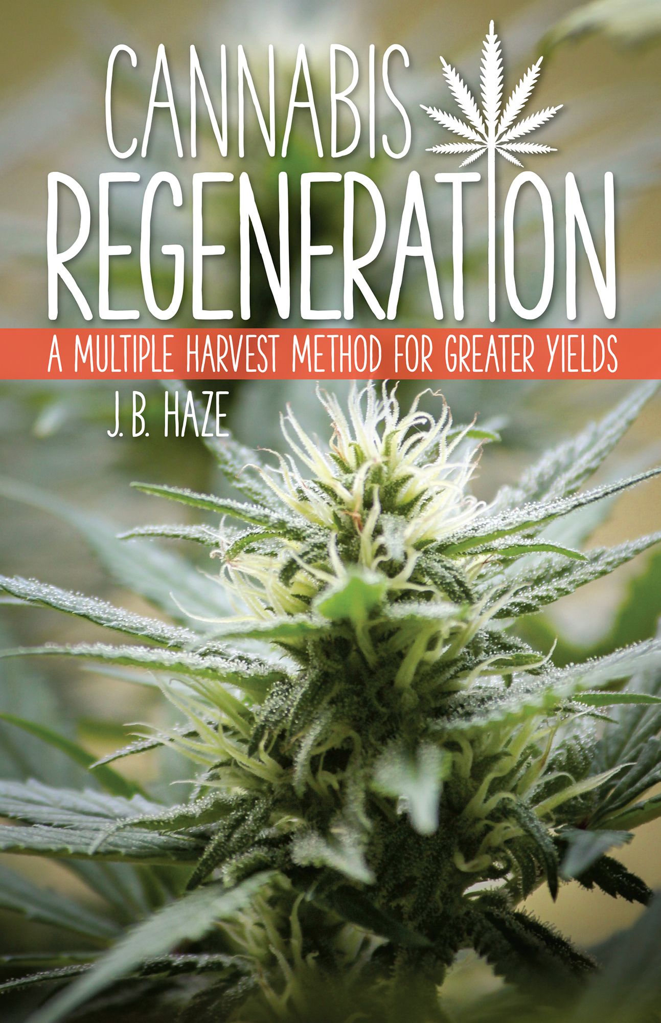 Cannabis Regeneration: A Multiple Harvest Method for Greater Yields