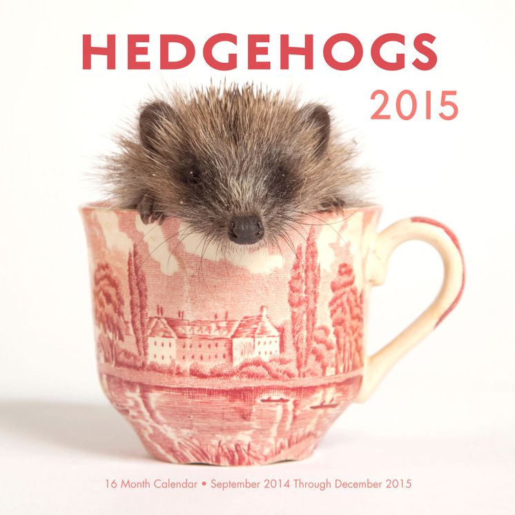 2015 Hedgehogs Wall Calendar