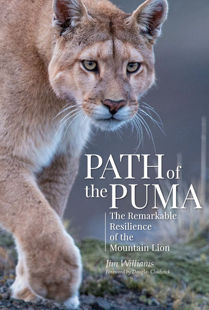 The Path of the Puma: Mountain Lions / Cougars -- Nature's Most Remarkable Comeback