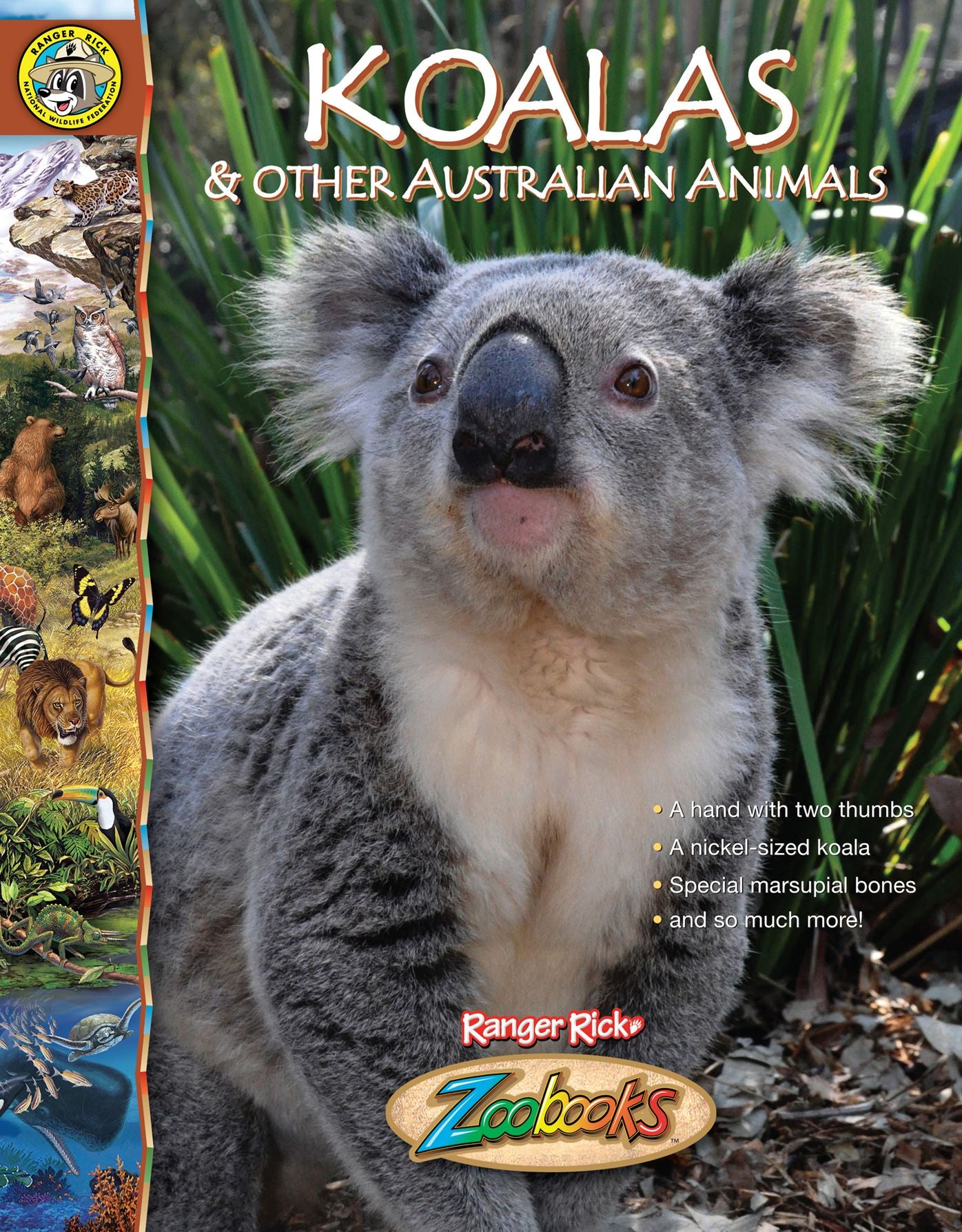 Koalas: & other Australian animals