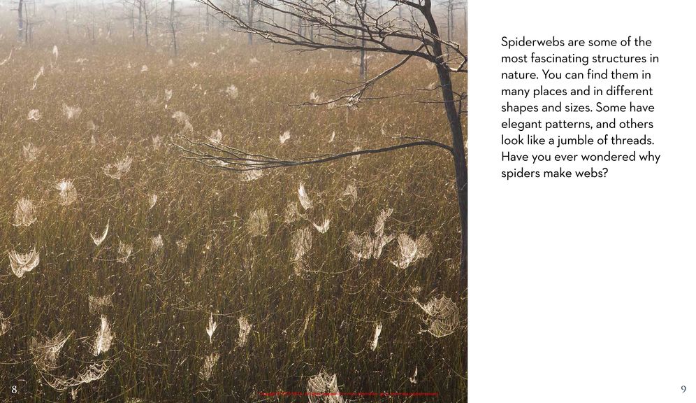 Next Time You See a Spiderweb