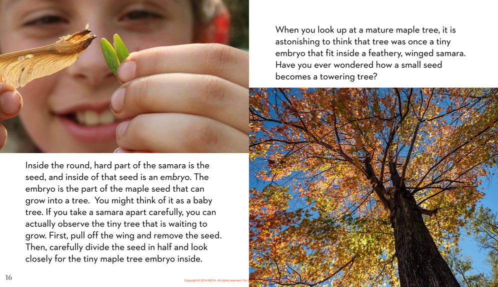 Next Time You See a Maple Seed