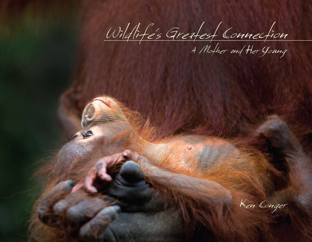 Wildlife's Greatest Connection: A Mother and Her Young