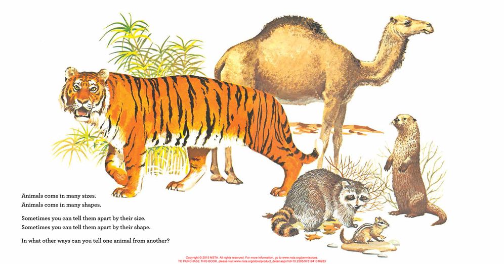 Animals Two by Two: I Wonder Why