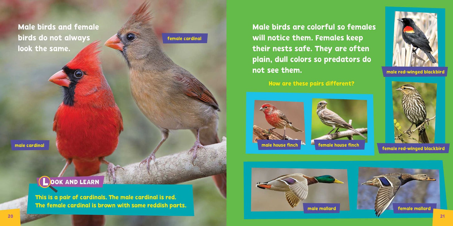 Look and Learn: Birds