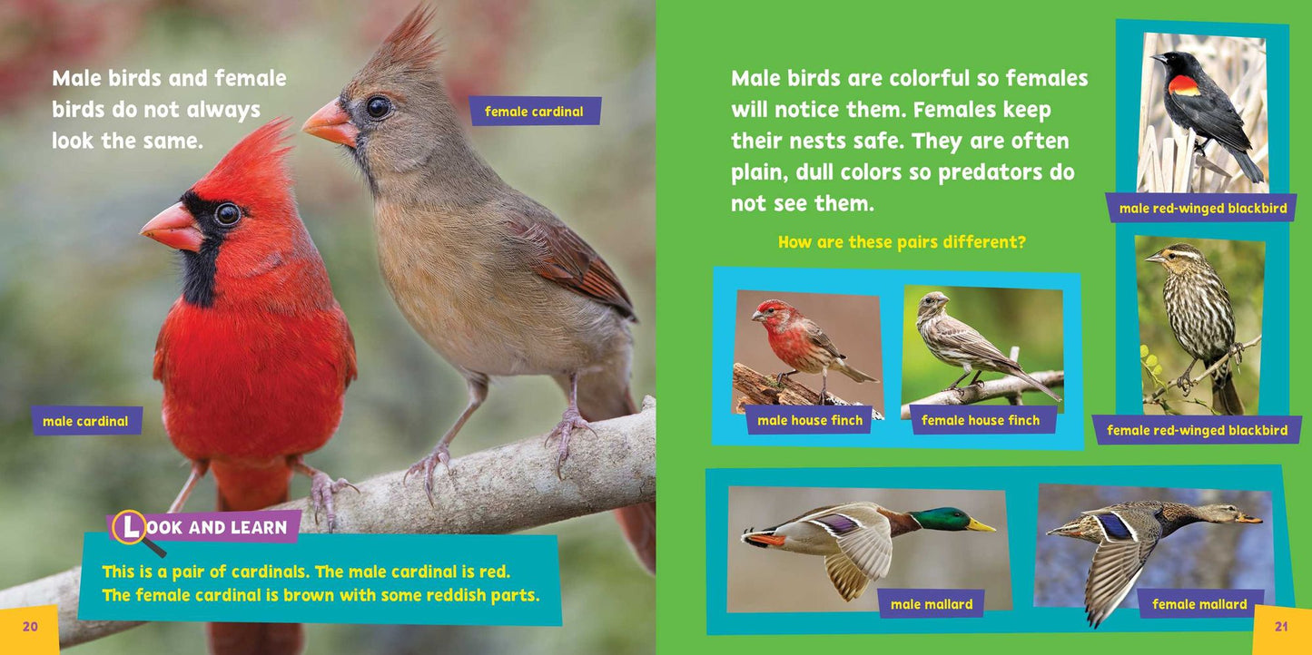 Look and Learn: Birds