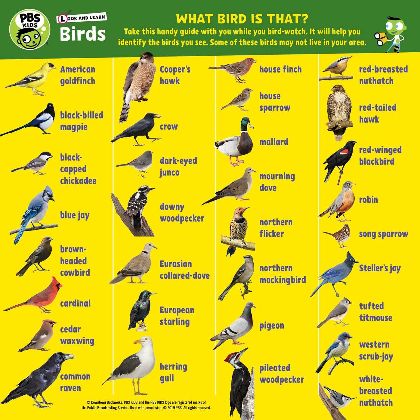 Look and Learn: Birds