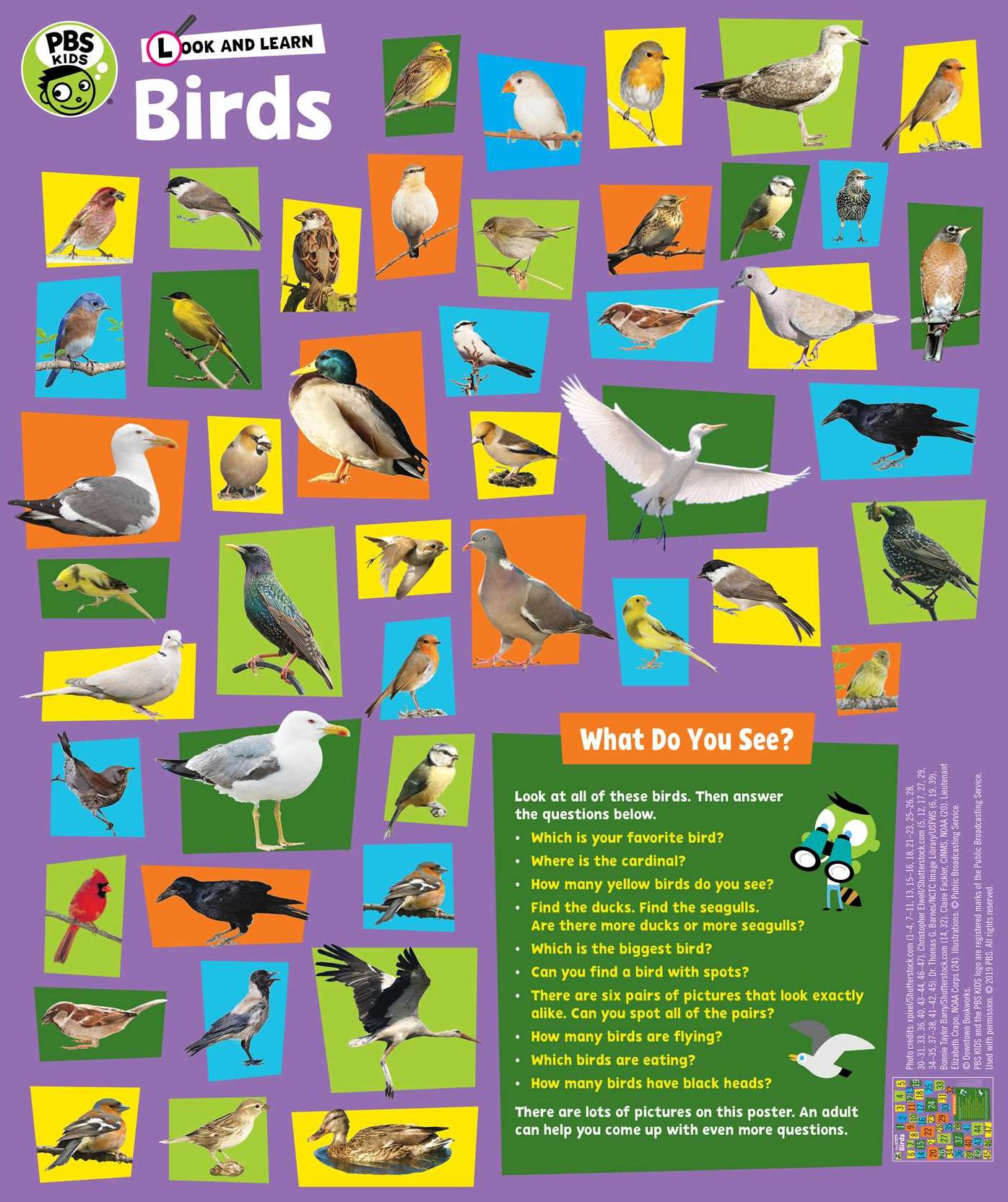 Look and Learn: Birds