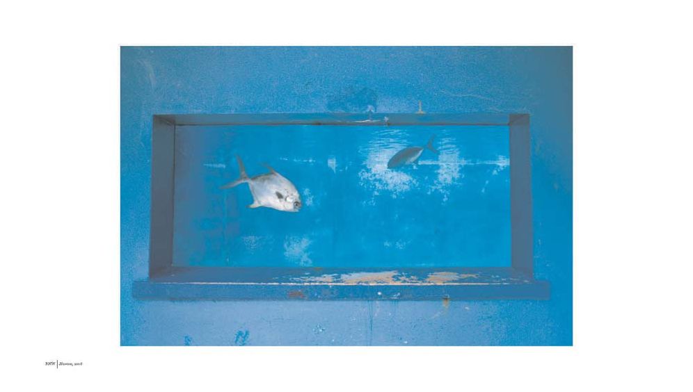 Alex Webb & Rebecca Norris Webb: Violet Isle: Second Edition
