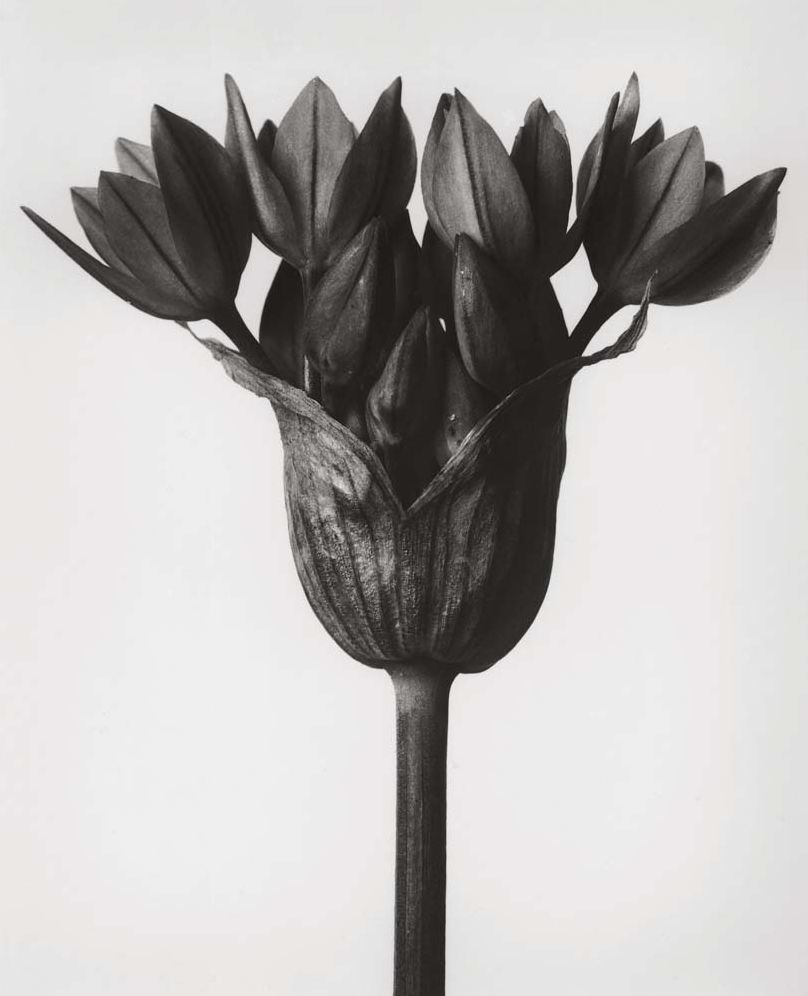 Karl Blossfeldt: Masterworks