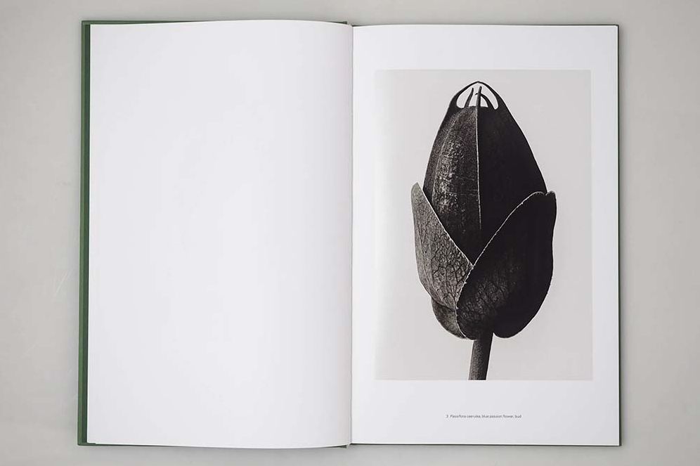 Karl Blossfeldt: Masterworks
