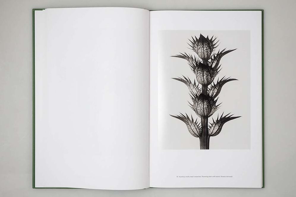 Karl Blossfeldt: Masterworks