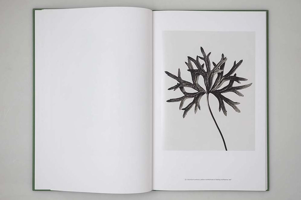 Karl Blossfeldt: Masterworks