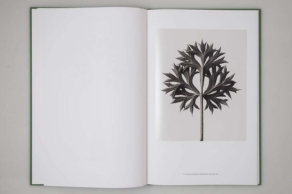 Karl Blossfeldt: Masterworks