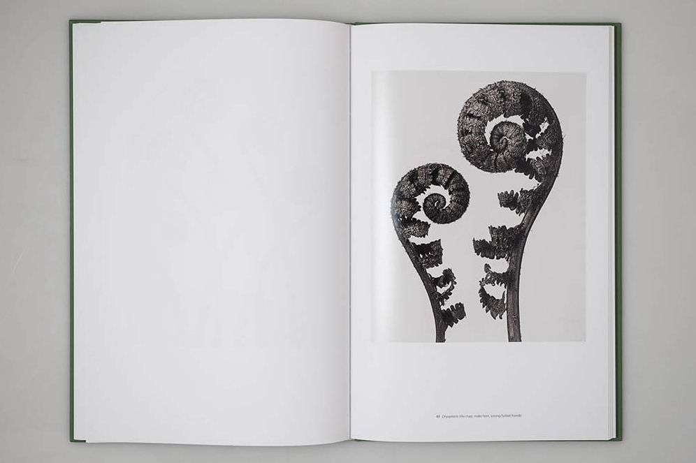 Karl Blossfeldt: Masterworks