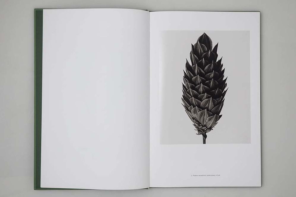 Karl Blossfeldt: Masterworks