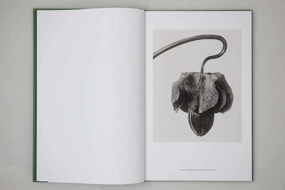 Karl Blossfeldt: Masterworks