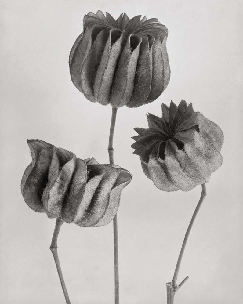Karl Blossfeldt: Masterworks