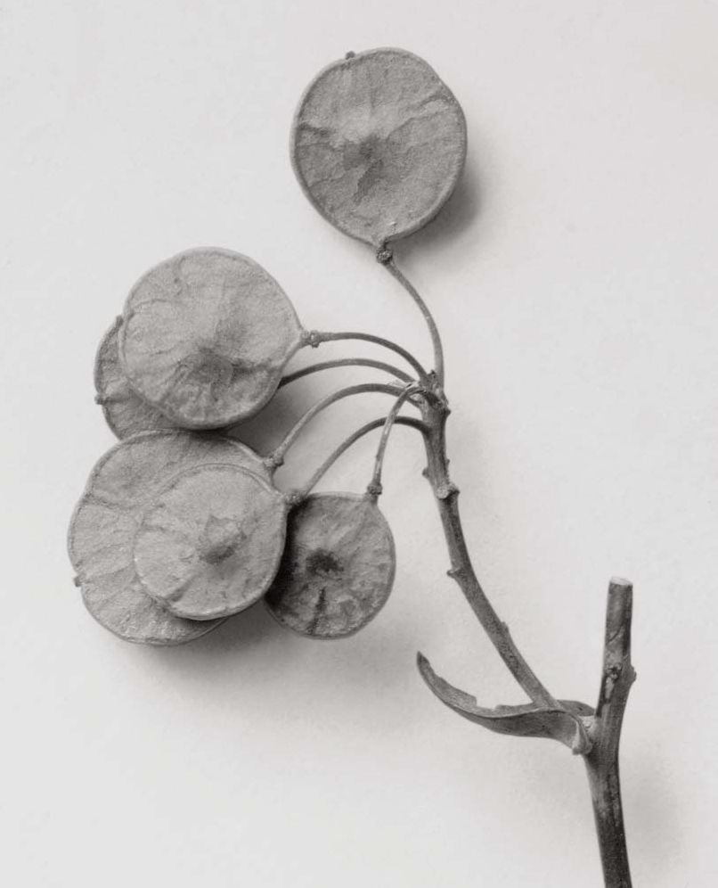 Karl Blossfeldt: Masterworks