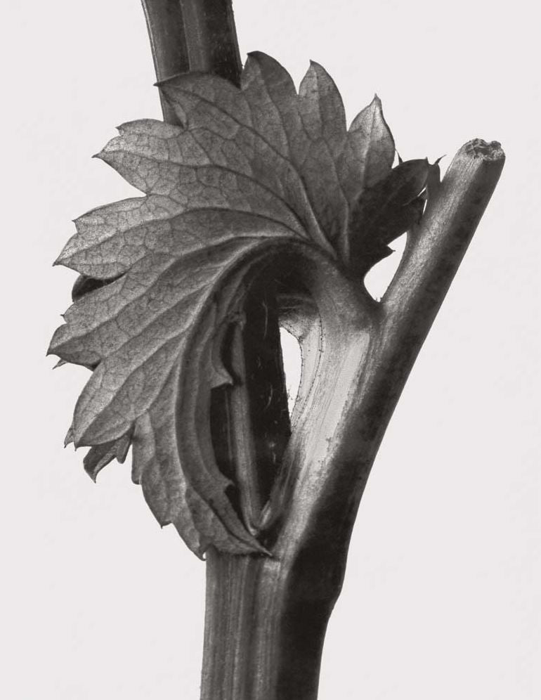 Karl Blossfeldt: Masterworks