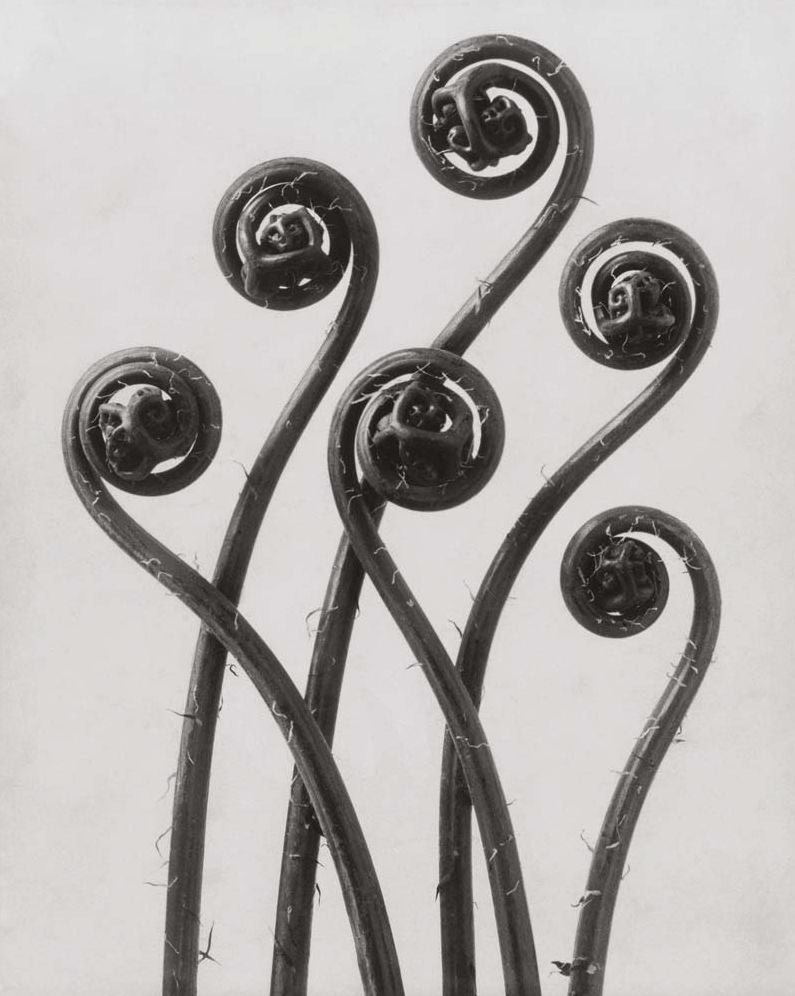 Karl Blossfeldt: Masterworks