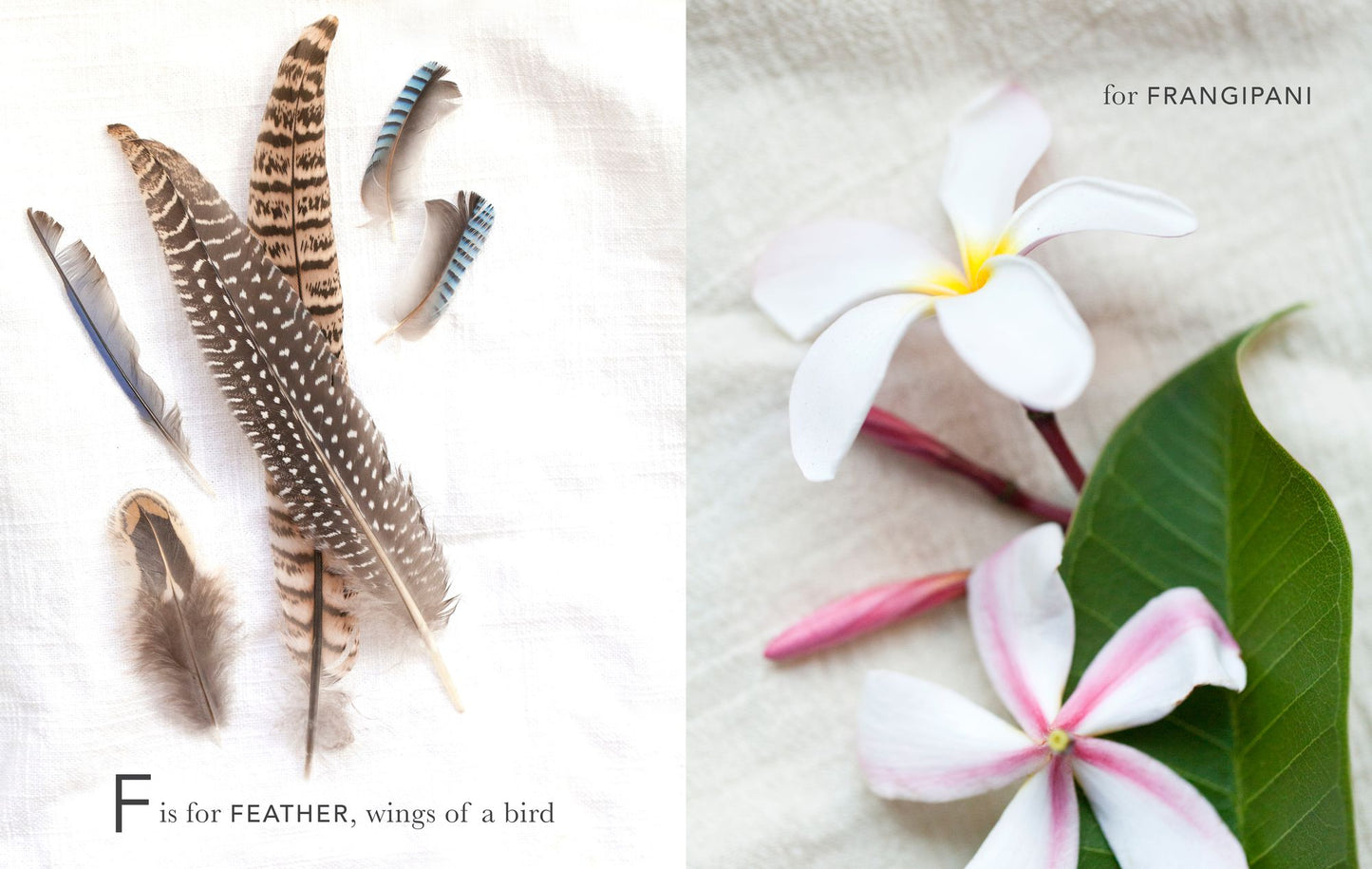 A Beauty Collected: A Captivating ABC Book to Discover the Beauty Around You
