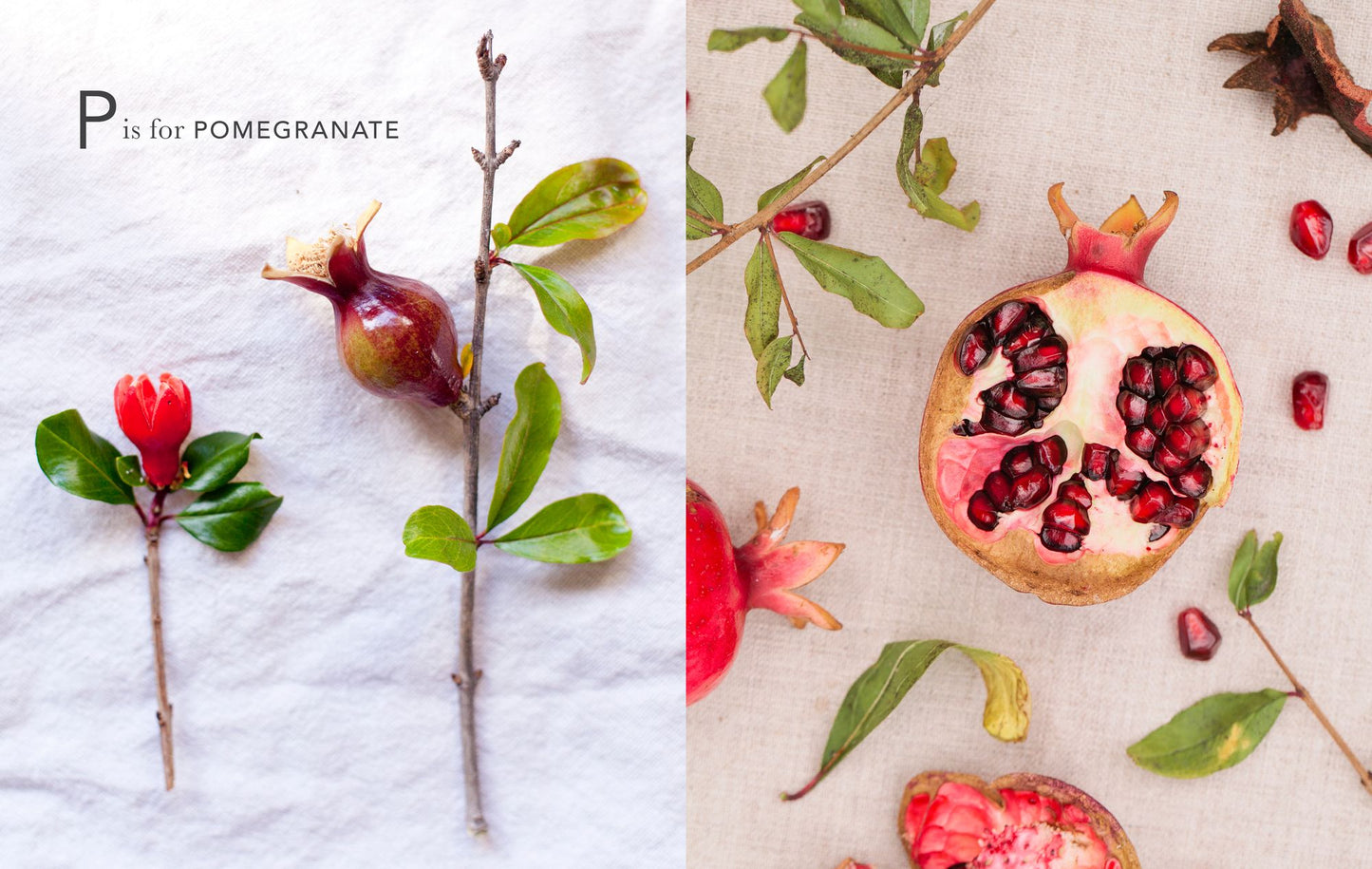 A Beauty Collected: A Captivating ABC Book to Discover the Beauty Around You