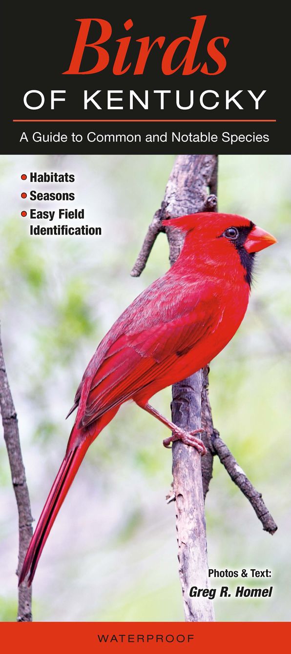 Birds of Kentucky: A Guide to Common and Notable Species