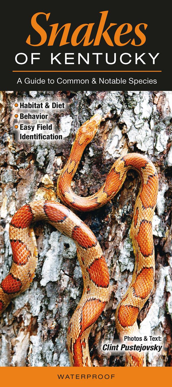 Snakes of Kentucky: A Guide to Common and Notable Species