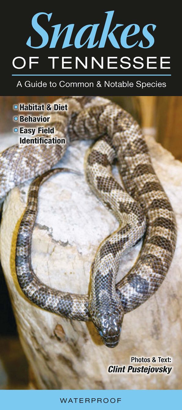 Snakes of Tennessee