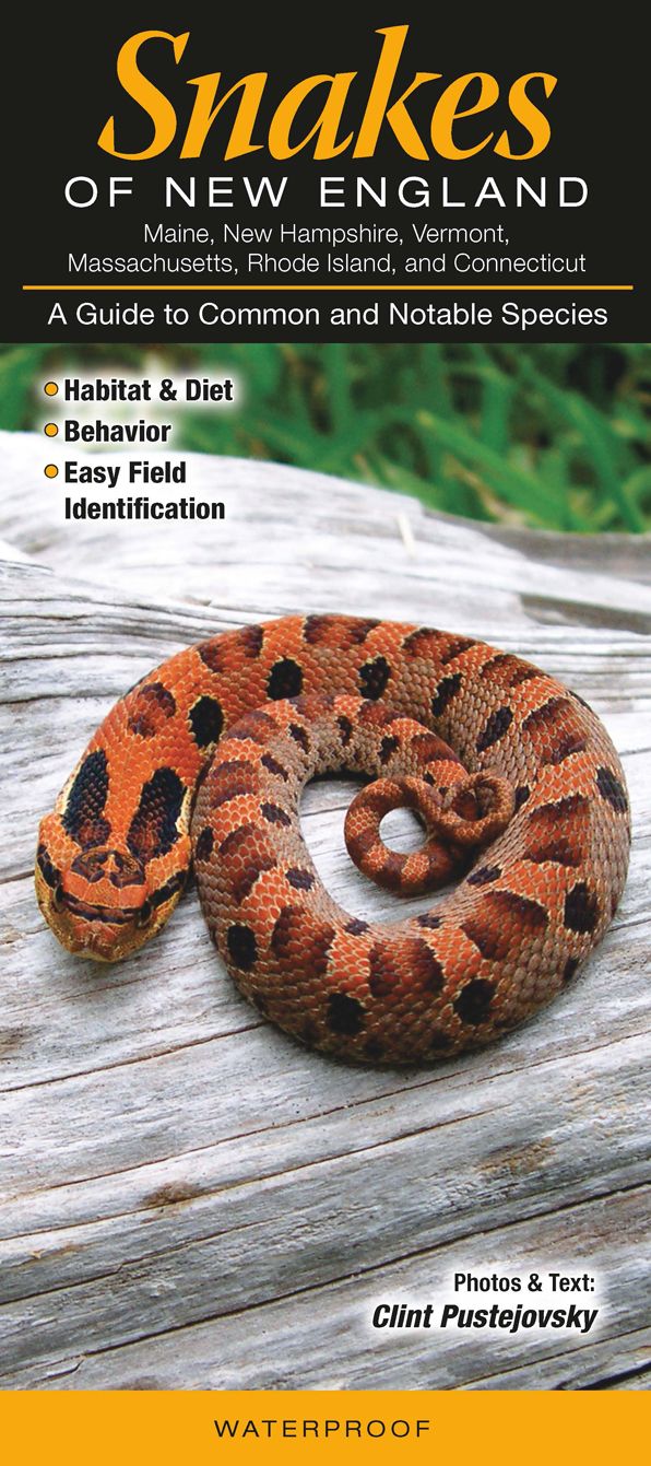 Snakes of New England: A Guide to Common and Notable Species