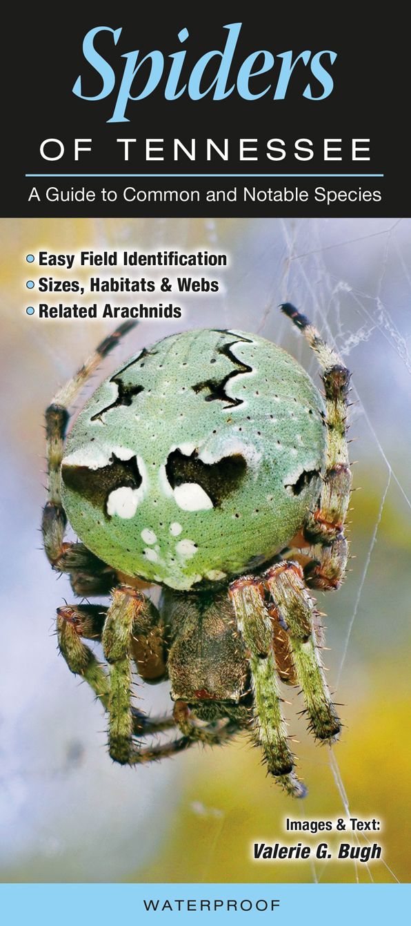 Spiders of Tennessee: A Guide to Common & Notable Species