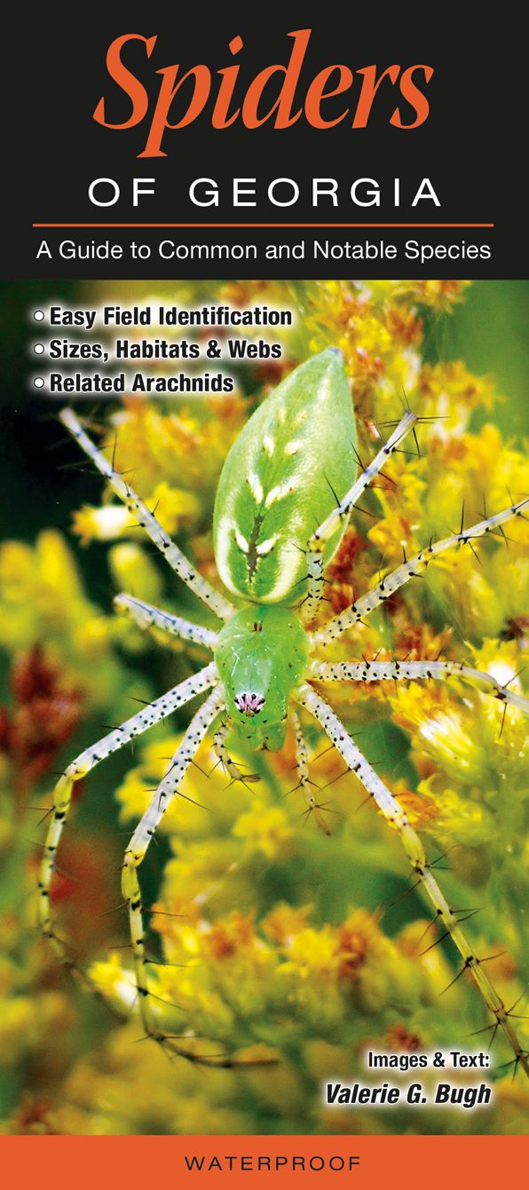Spiders of Georgia: A Guide to Common & Notable Species