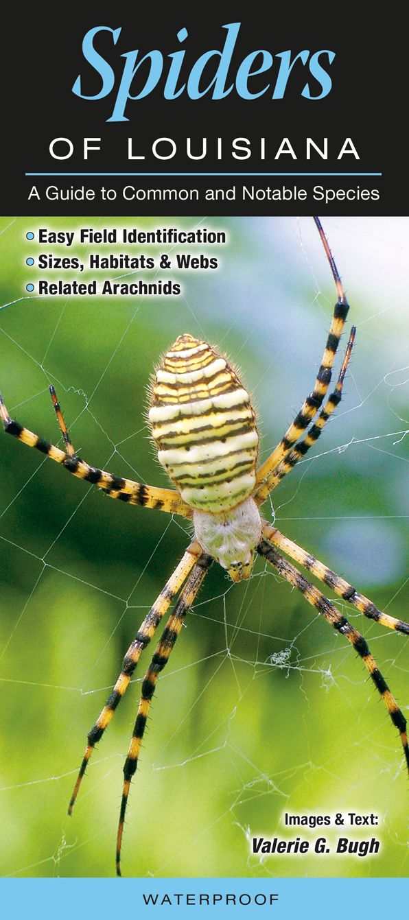 Spiders of Louisiana: A Guide to Common & Notable Species