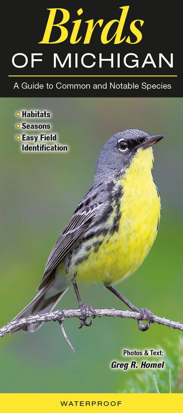 Birds of Michigan: A Guide to Common and Notable Species
