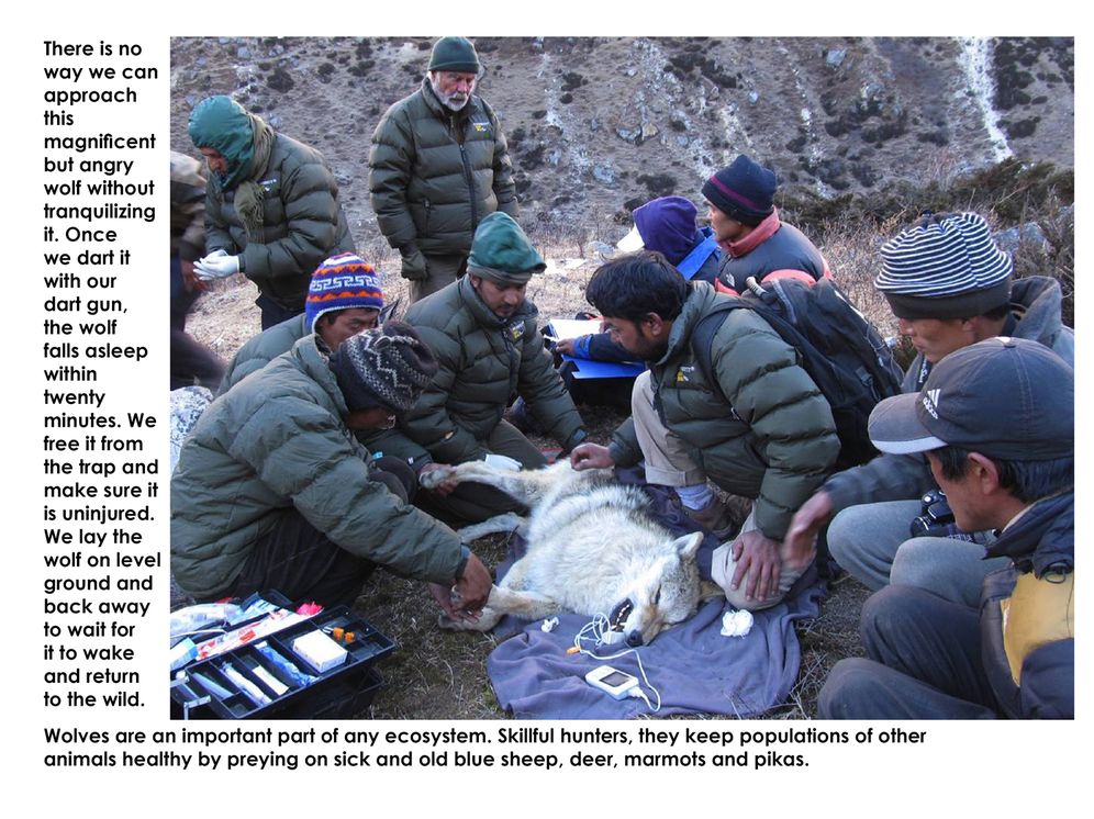 Seeking the Snow Leopard