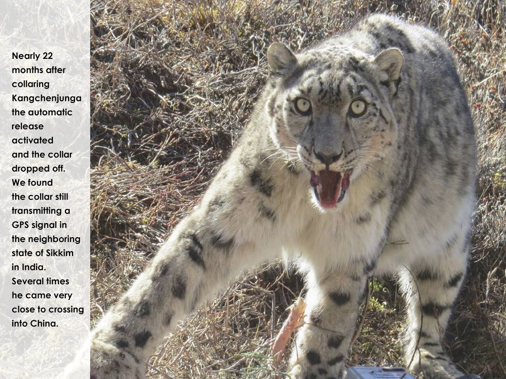 Seeking the Snow Leopard