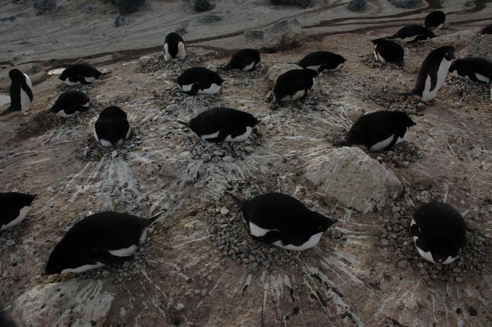 Waiting for Joey: An Antarctic Penguin Journal