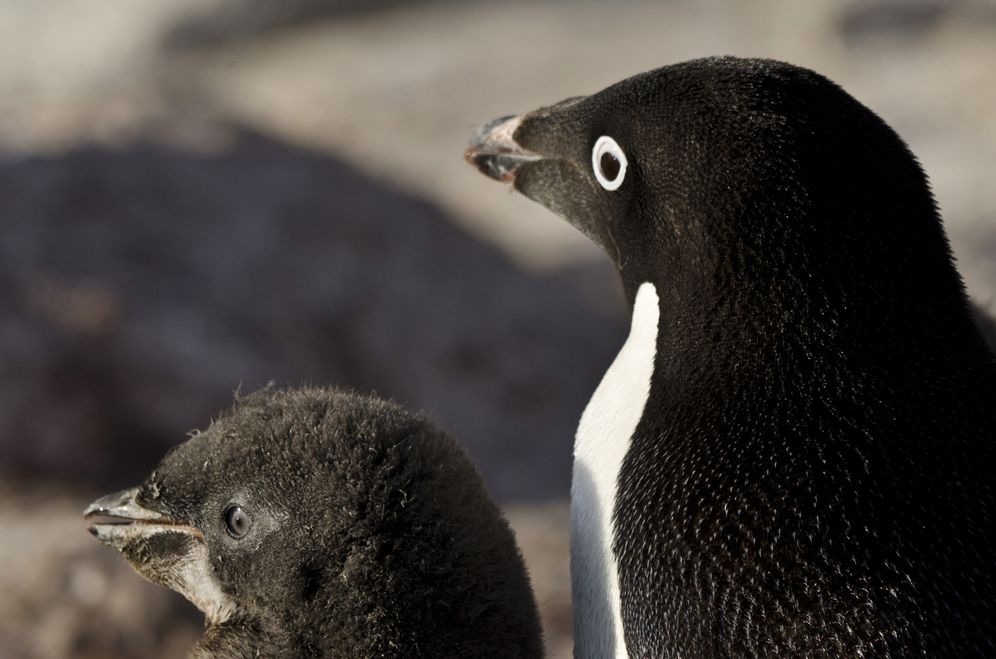 Waiting for Joey: An Antarctic Penguin Journal