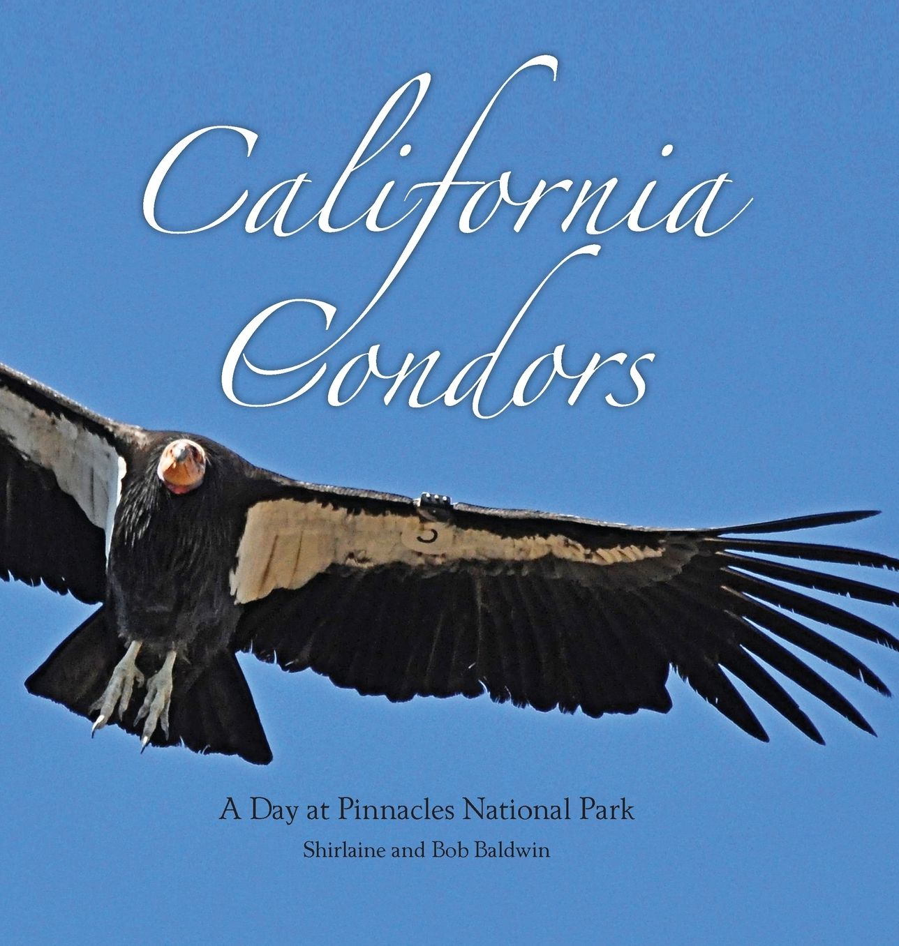 California Condors: A Day at Pinnacles National Park