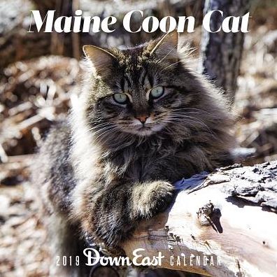 2019 Maine Coon Cat Wall Calendar