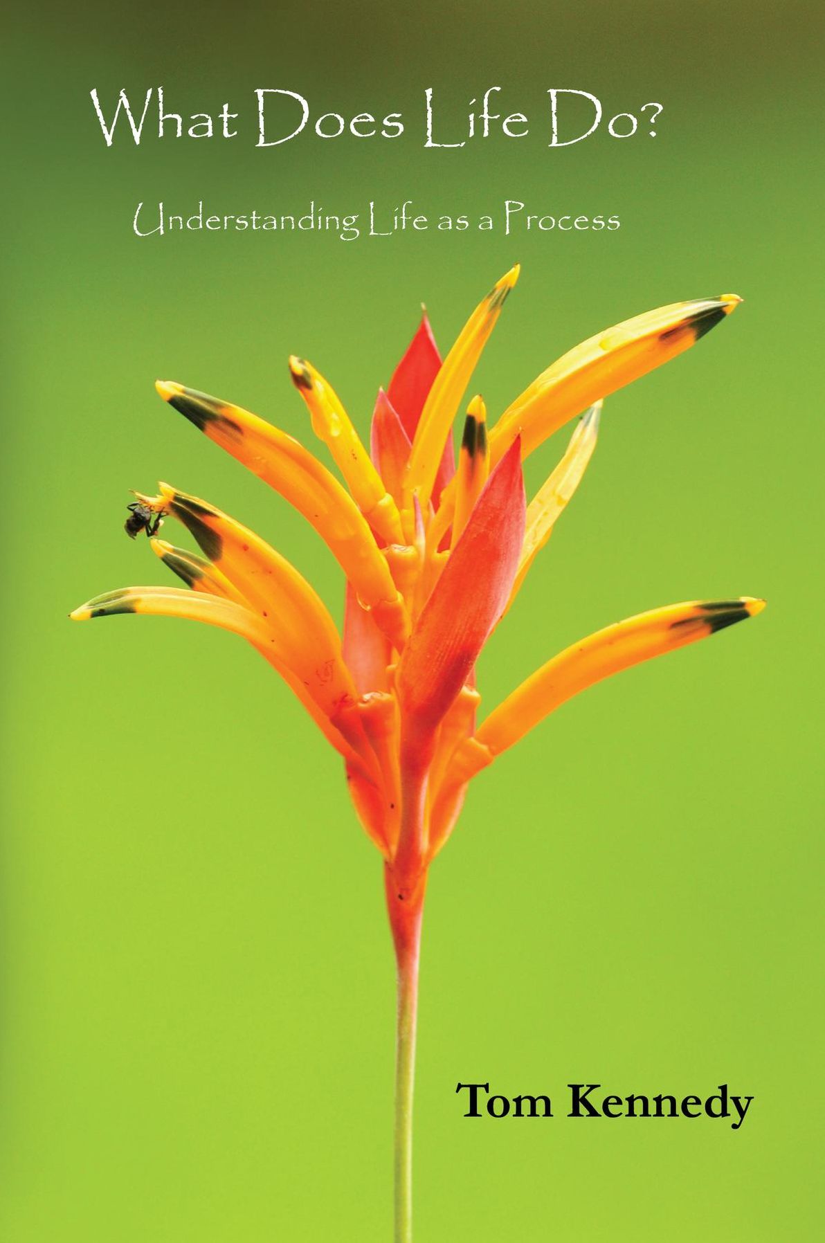 What Does Life Do?: Understanding Life as a Process