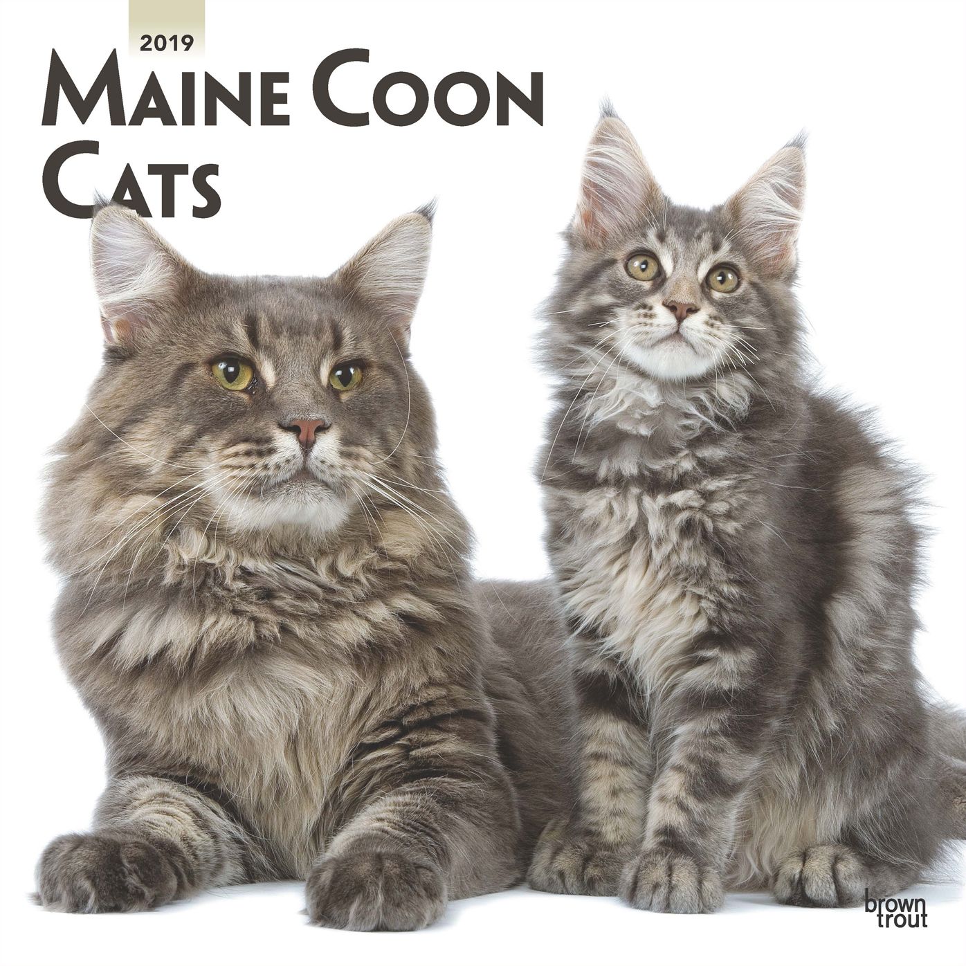 Maine Coon Cats 2019 Square