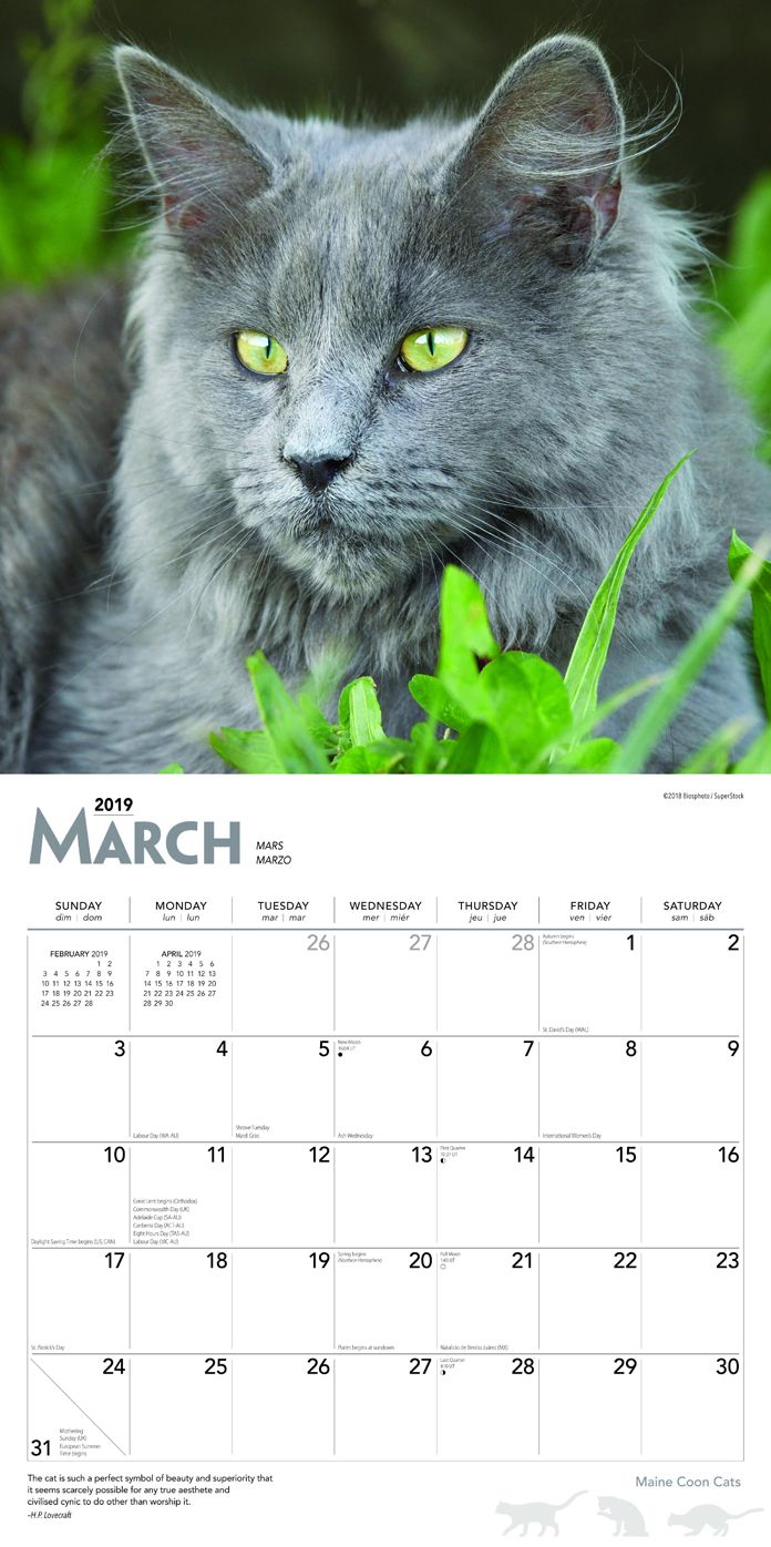 Maine Coon Cats 2019 Square