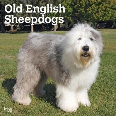 Old English Sheepdogs 2019 Square