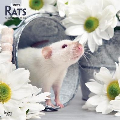 Rats 2019 Square