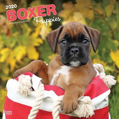 Boxer Puppies 2020 Calendar
