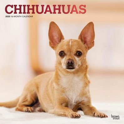 Chihuahuas 2020 Calendar