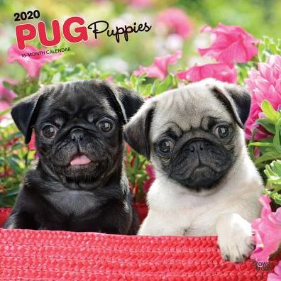 Pug Puppies 2020 Calendar